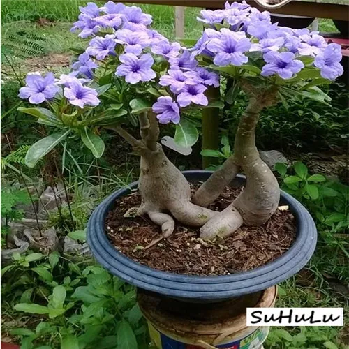 5pcs 100% True Desert Rose plants Exotic Adenium Obesum plants Flower Bonsai plants Air Purification Home Garden Potted Flowers 5pcs 100% True Desert Rose plants Exotic Adenium Obesum plants Flower Bonsai plants Air Purification Home Garden Potted Flowers