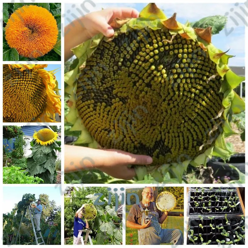

20Pcs/Bag Giant Sunflower Bonsai Giant big Flower Bonsai Sunflower Russian Organic Sunflower Bonsai For Home Garden Plant
