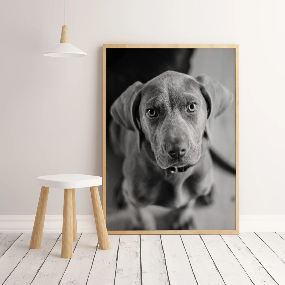 dog (2)