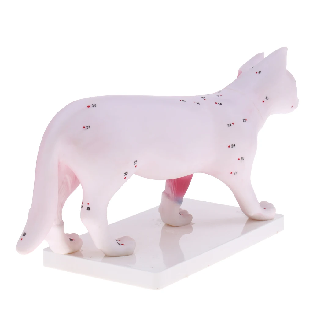 Dog Canine & Cat Feline Acupuncture Model Anatomical Medical Anatomy School Teaching Tool
