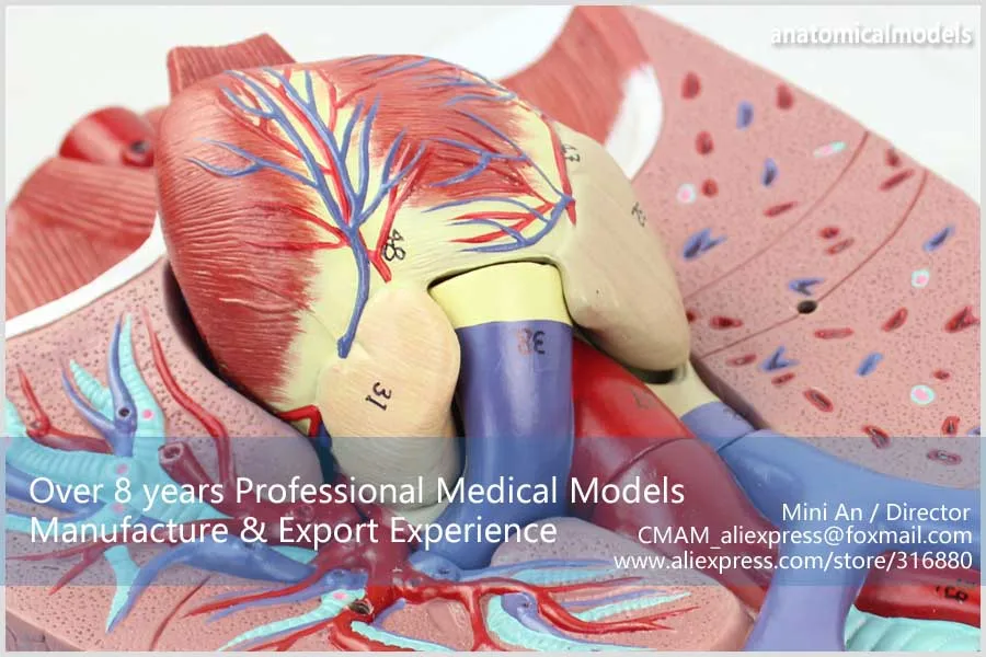 12498 cmam-lung01 Анатомия сердечно Системы легких с гортани-7 Запчасти, Медицинские товары преподавания анатомические модели