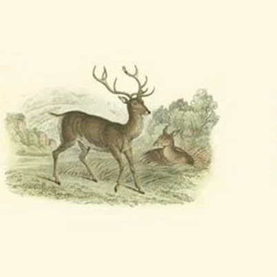 Petite Red Deer Poster Print by W.h. Lizars (13 x 10)