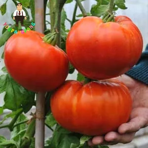 

Delicious Tomato , Professional Pack 100pcs / Pack, High Yields Even In Cooler Weather Good Greenhouse