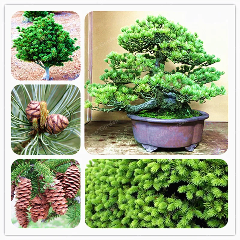 

Bonsai 20 Pieces Japanese White Spruce Pine Pinus Parviflora Tree Bonsai Evergreen DIY Home Garden