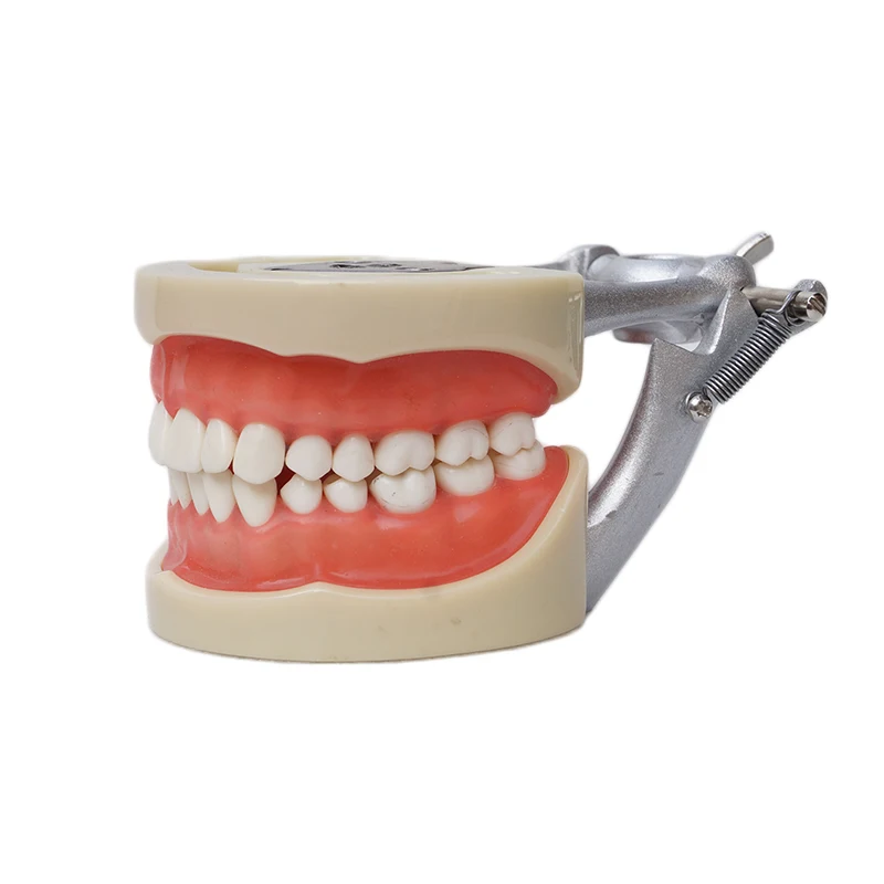 

Dental Study Model Standard Dentition Teeth Model with 32 teeth with DP Articulator Soft Gum