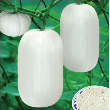 

Jinan white pumpkin bonsais 5pcs selling organic vegetable bonsais