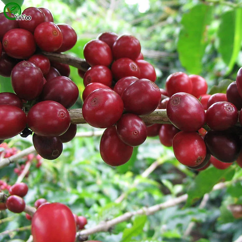 Popular Coffee Tree PlantBuy Cheap Coffee Tree Plant lots