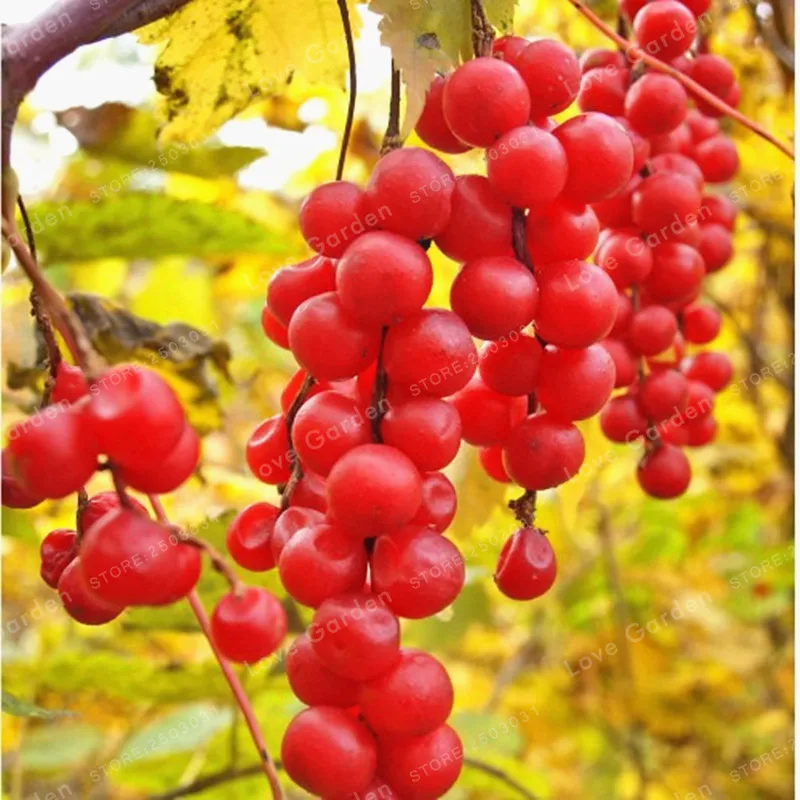 Лимонник Дальневосточный Семена Купить