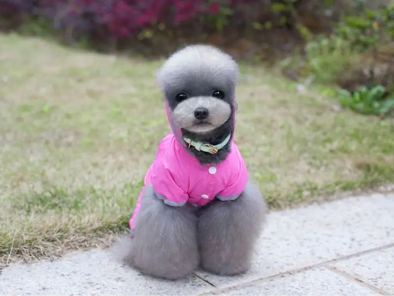 Y67_2017_New_Pet_Dog_Raincoat_Jacket_Clothes_Cute_Puppy_Dogs_Cats_Waterproof_4_legs_Jumpsuit_Rainwear_Teddy_dog_Slicker_ (10)