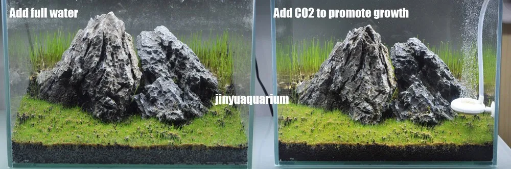 Водные растения seedEleocharis Acicularis аналогичный передний ковер аквариум живой водный пейзаж аквариума легко быстро расти
