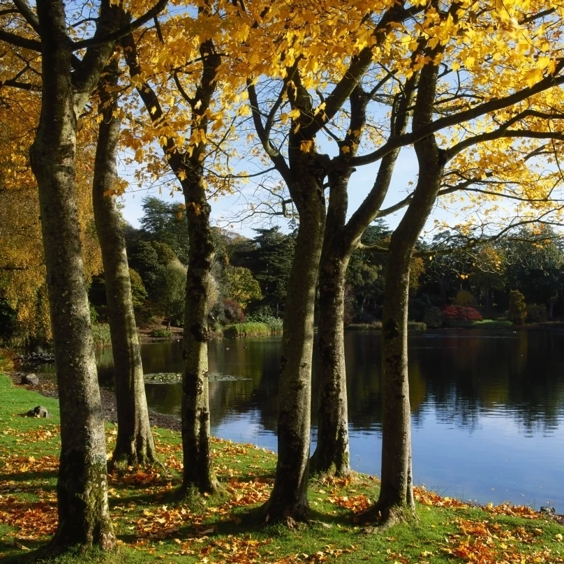 Lake And Trees  Mount Stewart  Co Down  Ireland Poster Print (34 x 26)