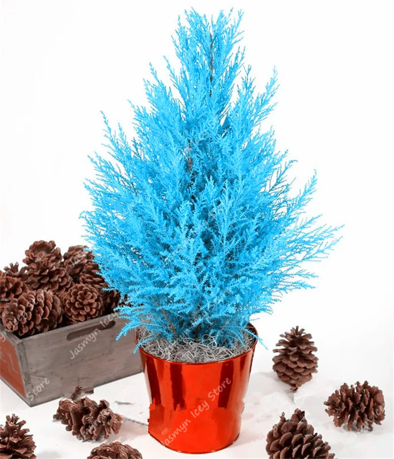 50 Pcs Mini Blue Cypress Semo Rare Japanese Cypress Bonsai Plants Perennial Ornamental Potted Tree for Home Garden Decoration