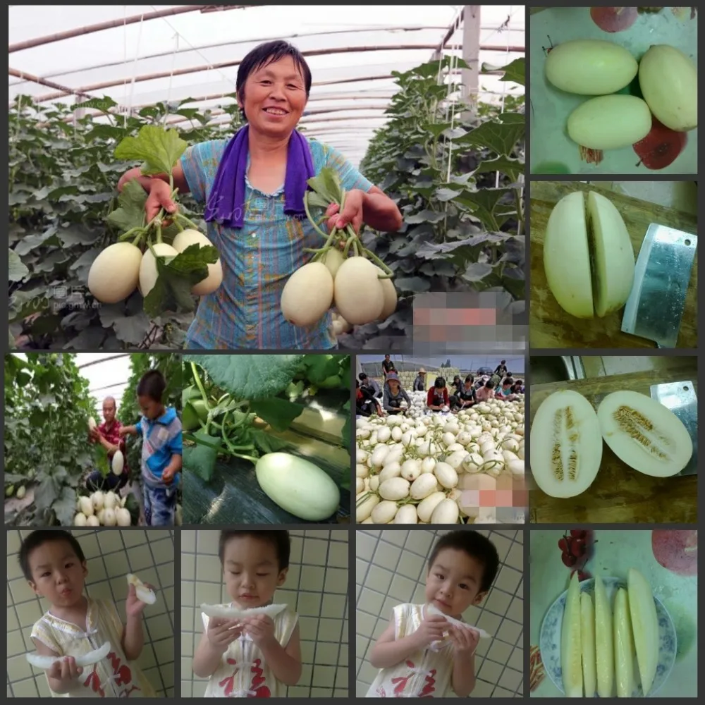 

100pcs Super Sweet Lily's Heirloom Melon Semillas high-yield thick meat fruit Semillas for your lovely babies