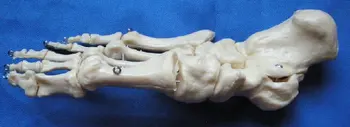 

1:1 Life-Size Foot Joint Model Skeleton Model Human Foot Model Anatomical Skeletal Models Human Specimens Medical Teaching
