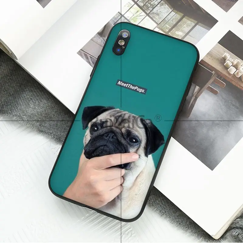 Animal cute pug
