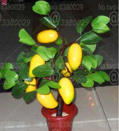 

1Pcs Dwarf Mango Bonsai Mangifera indica fruit bonsai tree perennial indoor landscape potted plant for home garden planting