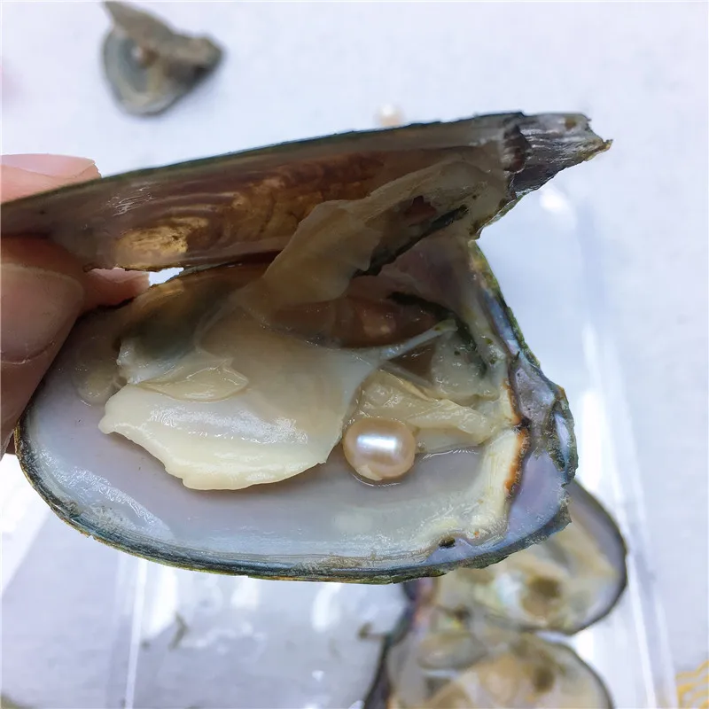 жемчужина в мидии