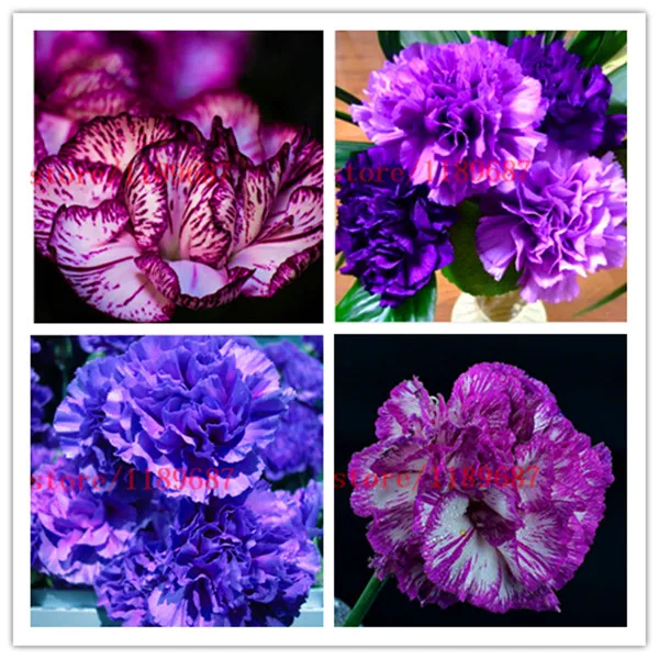 Buy 200 Pcs Carnation Seeds Free Shipping