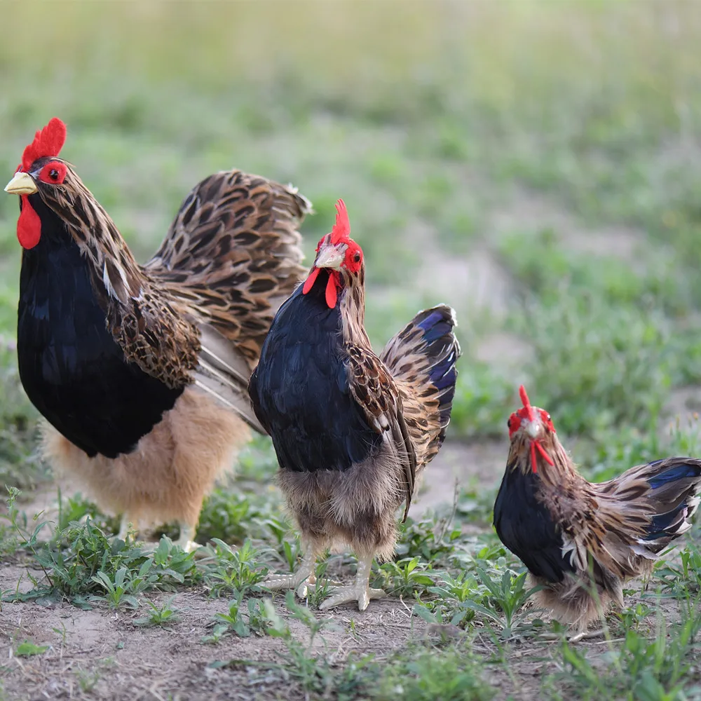 

ZILIN vivid standing hen /simulated hen model creative shop decoration 3 sizes for option