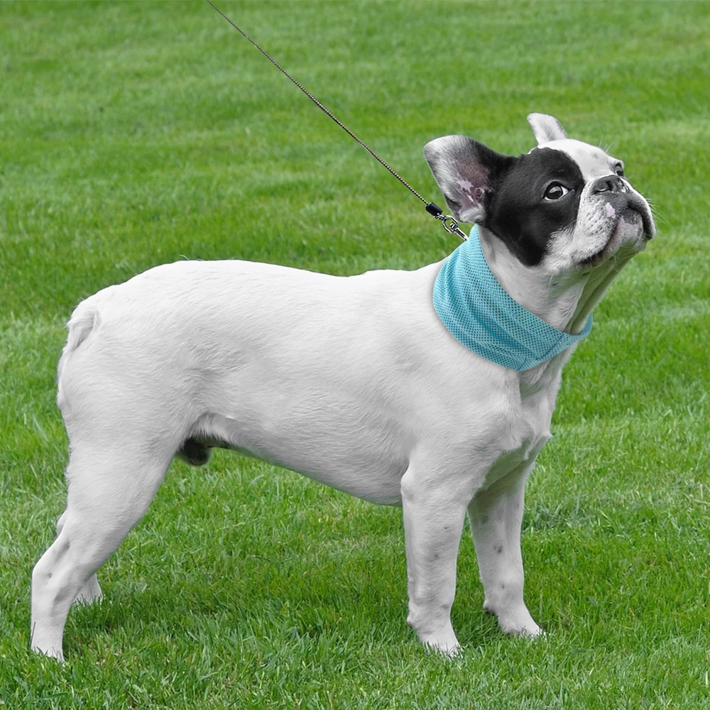 Title 8, Summer Dog Pet Cooling Bandana Collar Sunstroke...