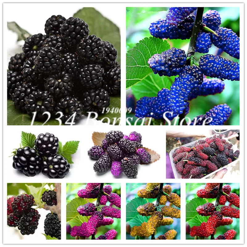 

200 Pcs Raspberry Bonsai Mixed Colors Super Big Raspberry Fruit For Flower Pots Planters Home Garden Bonsai Plants Easy To Grow