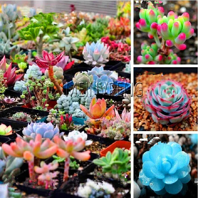 

New Fresh 100pcs/bag mix lithops bonsai rare succulent plant Ass flower Pseudotruncatella Living Stone bonsai mini ga