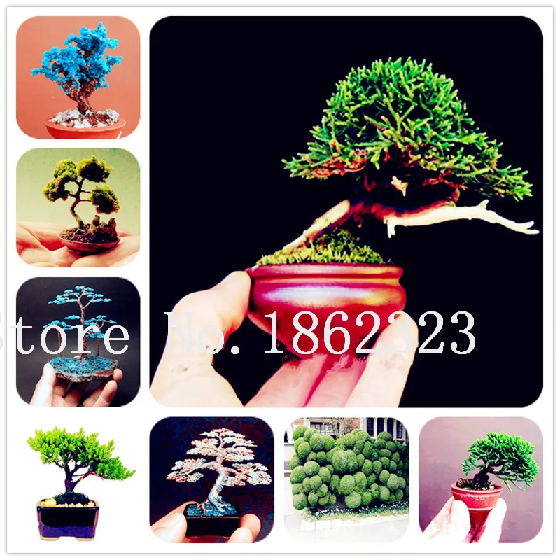 

60 Pcs Rare Mini Japanese Juniper Bonsai Starter Tree -Juniperus Procumbens Potted Plant for Home Garden Ornamental Bonsai