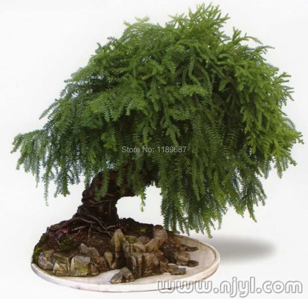 

50pcs/bag bamboo plants Asparagus Setaceus bonsai home small bamboo luck bamboo for home plant