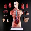 Medical props model Human Torso Body Model Anatomy Anatomical Medical Internal Organs For Teaching ► Photo 2/6