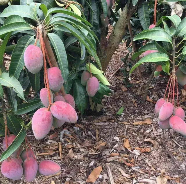 Mango Bonsai Delicious Fruit Bonsai Mangifera Indica Perennial Indoor