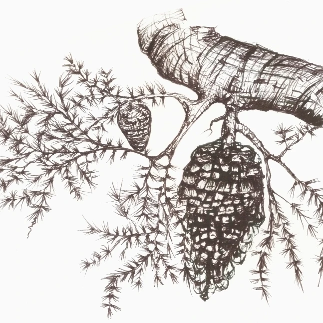 Sketch of a pine cone hanging from a tree branch Poster Print (38 x 24)