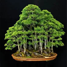 50 pcs/Bag Juniper Bonsai Juniper Bonsai Tree Bonsai Potted Office Bonsai Purify The Air Absorb Harmful Gases For Home Garden