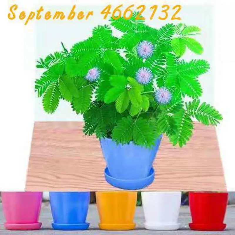

2019 Big promotion 50Pcs Mimosa Pudica Linn Bashful Grass bonsai Foliage Mimosa Pudica Sensitive Bonsai Plant Home Garden