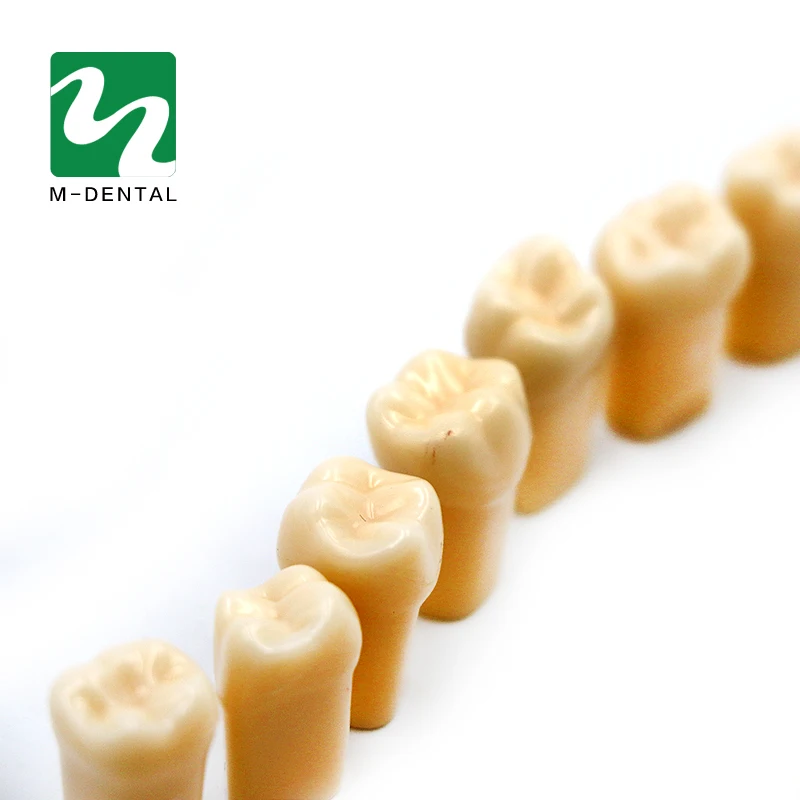 28 шт./пакет зуб зерна зубы модель смолы Материал для подготовка зубов упражнения обучения