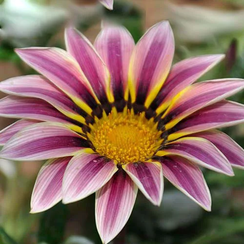 Gazania
