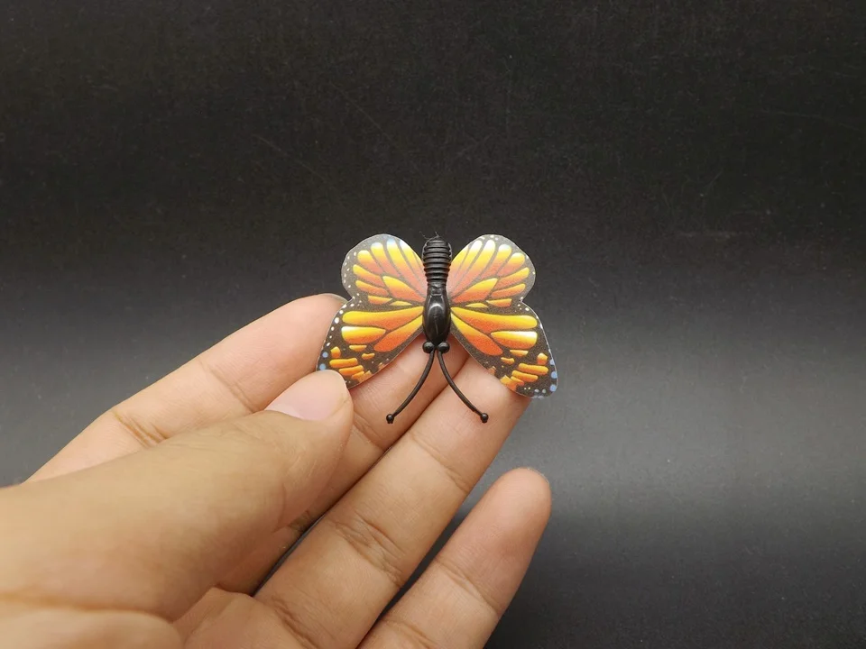 I258-Butterfly (3)