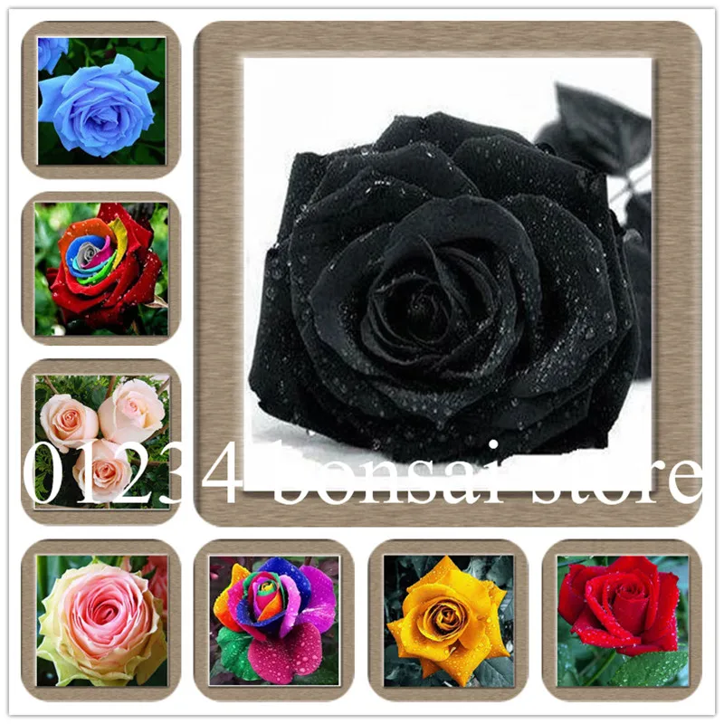 

20 kinds mixed 100 rose Pcs/pack ,Four Seasons sowing the bonsai of perennial flowers, rose flowers garden easy to plant