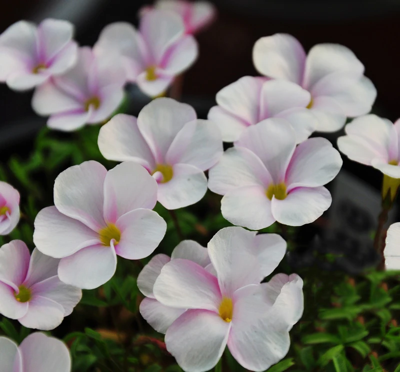 

3PCS Rare Oxalis glabra pinky white Oxalis Flowers bulbs color rotary Oxalis bulbs For Garden(bubls is small)