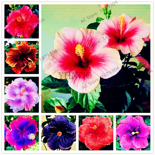 100pcs/bag Dinnerplate Hibiscus seeds Perennial flower seeds home& ... 100pcs/bag Dinnerplate Hibiscus seeds Perennial flower seeds home& ...