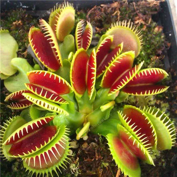 500 PCS hot-selling Potted Insectivorous Dionaea Muscipula Giant Clip Flytrap bonsais Carnivorous Plant Diy Plant Semente
