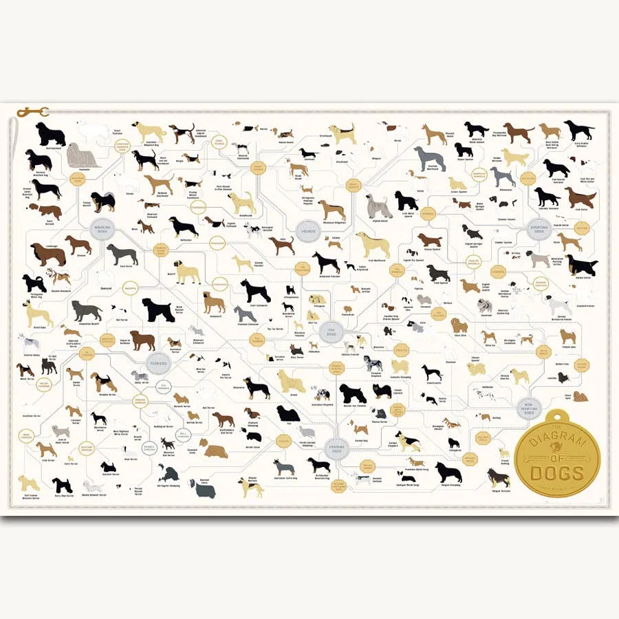 FX1050 Hot Dog Breeds Diagram Kids Classic Animal Educational Chart Poster Art Silk Canvas Home Room Wall Printing Decor