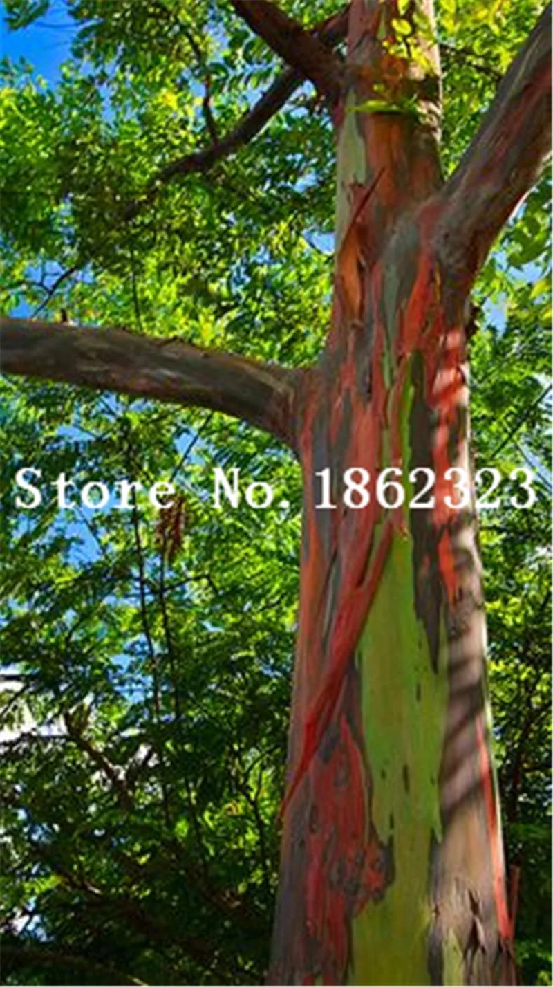 Sale! 50 Pcsbag Rare Eucalyptus Bonsai Giant Tropical Tree Flowering