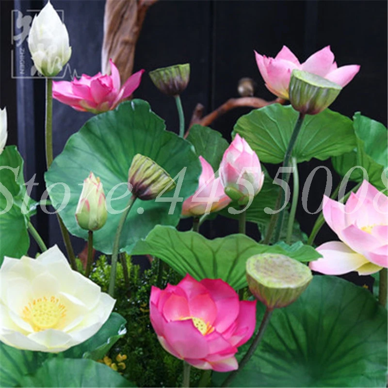 

5 Pcs/ bag Exotic Mini Bowl Lotus Plants Hydroponic Water Lily Plant Bonsai Flower Potted Plants For Home Garden Gift Easy Grow