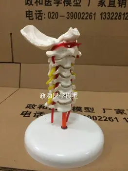 

Cervical skeleton model with carotid artery posterior occipital cervical jiont disc and nerve teaching model