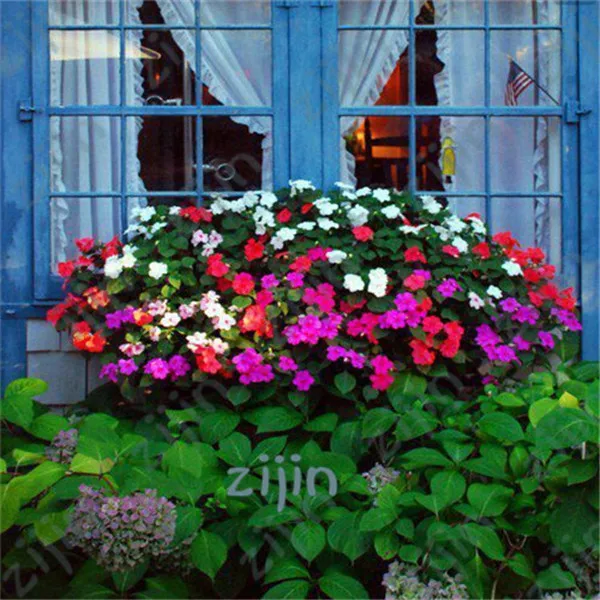 

Impatiens Balsamina Bonsai Garden Balsam Bonsai Perennial Flower Bonsai Flower Bonsai For Home Garden Plants 100 pcs/Bag