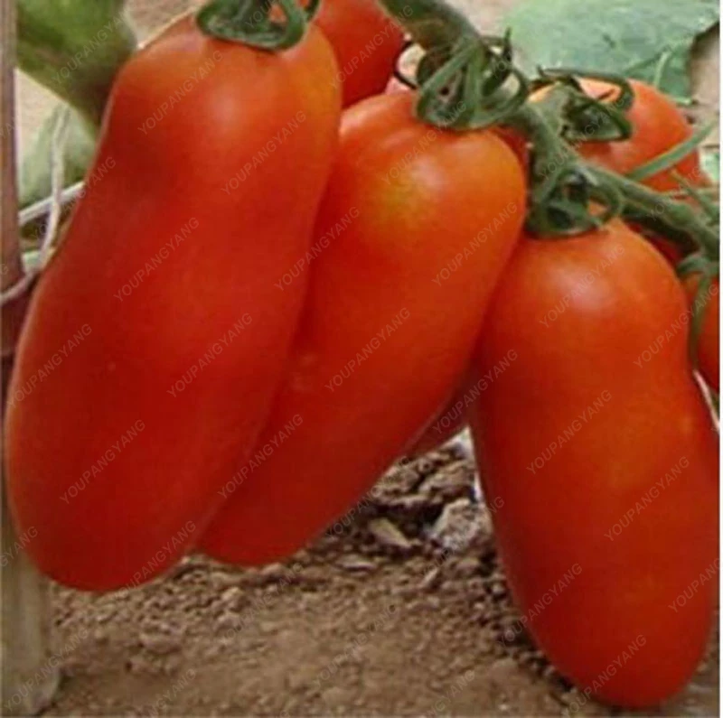 

100pcs Rare Tomato bonsai Organic Heirloom plants Vegetables Perennial Non-gmo Planting Pot For Home Garden Plangters