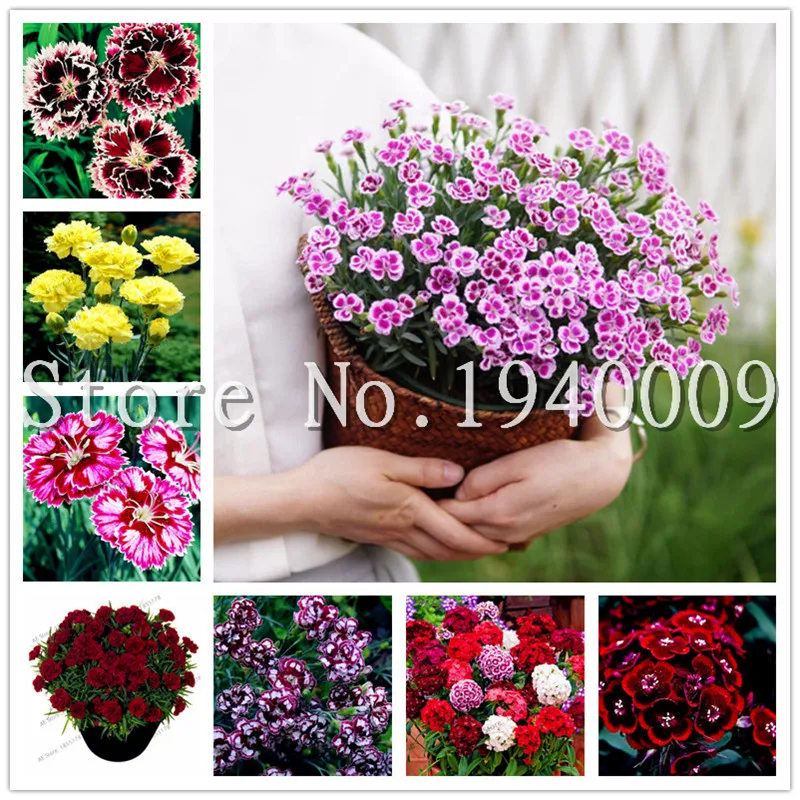 

100 pcs Dianthus bonsai,Perennial mixed color Carnation flower flores for home garden, easy to grow ,high germination DIY plant
