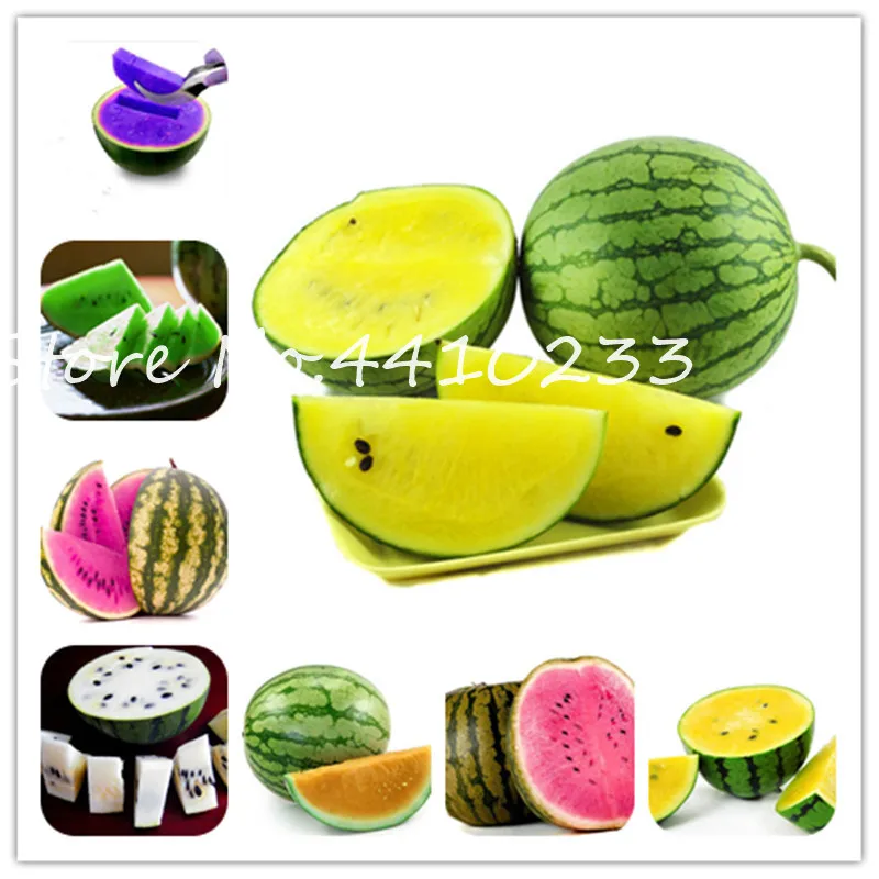 

Bonsai 20 Pcs Colorful Watermelon Bonsai Succulent Sweet Fruit Plants In Happy Farm Summer Delicious Fruit Bonsai Easy To Grow