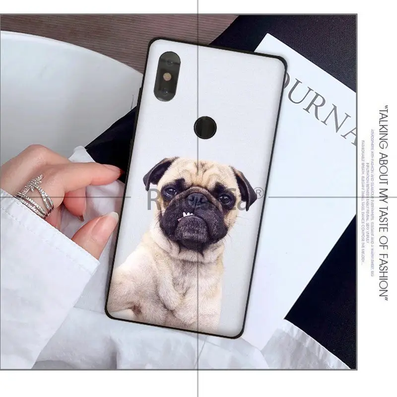Animal cute pug