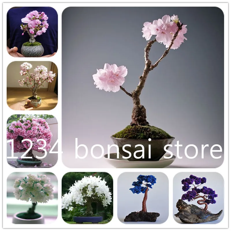 10 Pcs Rare sakura bonsai flower seedling outdoor, Bonsai plants Cherry Blossoms office desktop flowers Tree for home & garden 10 Pcs Rare sakura bonsai flower seedling outdoor, Bonsai plants Cherry Blossoms office desktop flowers Tree for home & garden